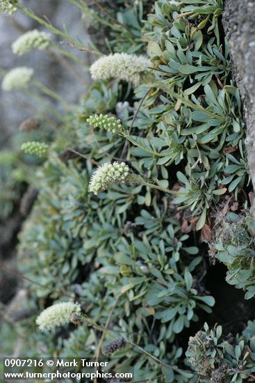Chelan Rockmat blossoms & foliage
