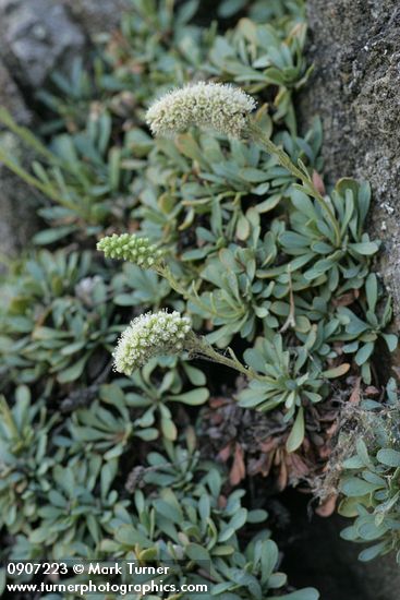 Chelan Rockmat blossoms & foliage