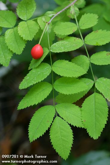 Baldhip Rose fruit & foliage