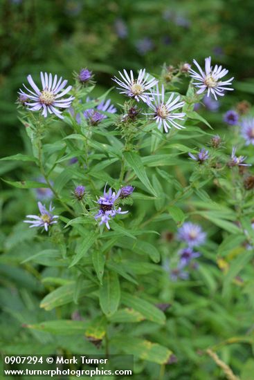 Great Northern Asters