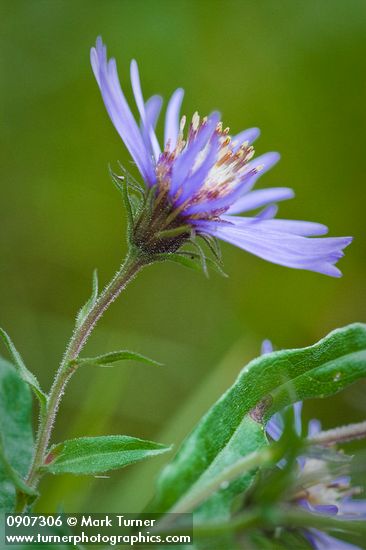 Great Northern Aster blossom detail