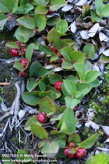 Alpine Wintergreen fruit & foliage