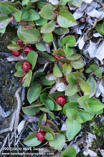 Alpine Wintergreen fruit & foliage