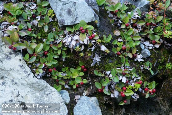 Alpine Wintergreen fruit & foliage