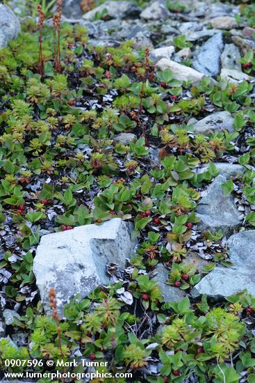 Alpine Wintergreen fruit & foliage