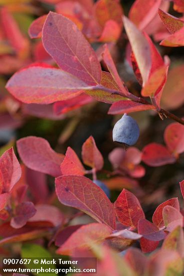 Cascades Blueberry fruit & fall foliage