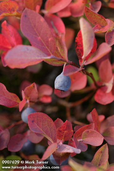 Cascades Blueberry fruit & fall foliage