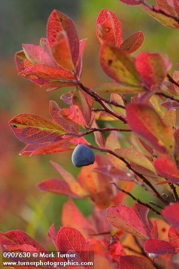 Cascades Blueberry fruit & fall foliage
