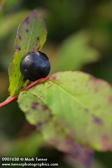 Black Huckleberry fruit & fall foliage