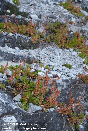 Patridgefoot w/ dry seed stalks