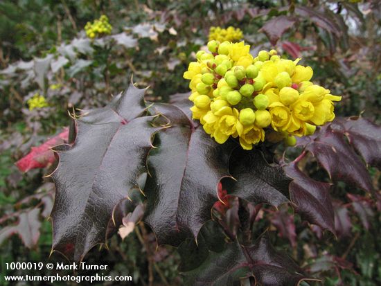 Shining Oregon-grape blossoms, buds & foliage