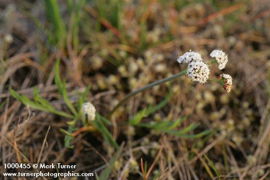 Piper's Desert Parsley (Salt-and-pepper)