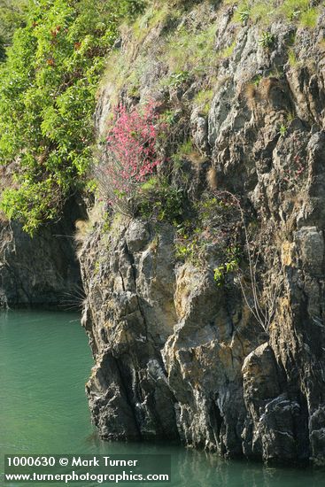 Red-flowering Currant on cliff above salt water