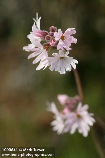 Small-flowered Prairie Star blossomss