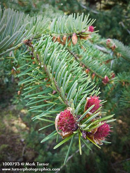 Douglas-fir female flowers & foliage