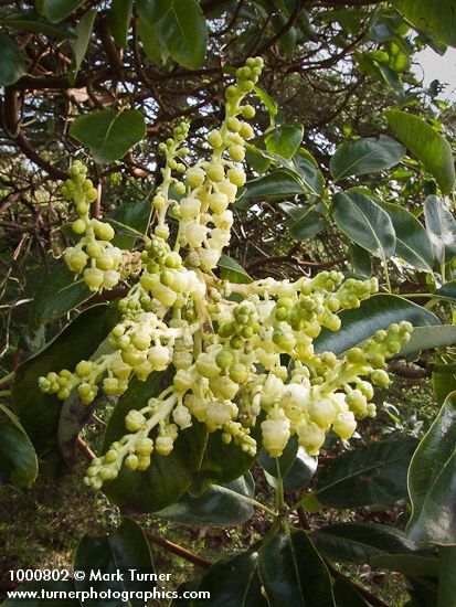 Madrone blossoms & foliage
