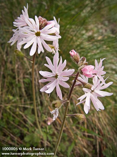 Small-flowered Prairie Star blossoms