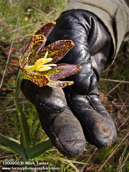 Checker Lily blossom framed by gloved fingers