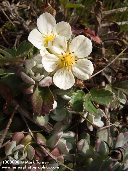 Beach Strawbeery blossoms & foliage w/ Broadleaf Stonecrop