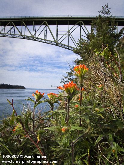 Harsh Paintbrush below Deception Pass bridge