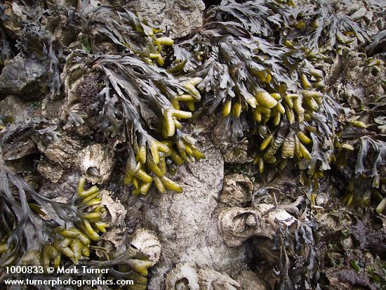 Rockweed w/ Giant Acorn Barnacles