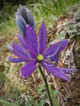 Common Camas blossom detail