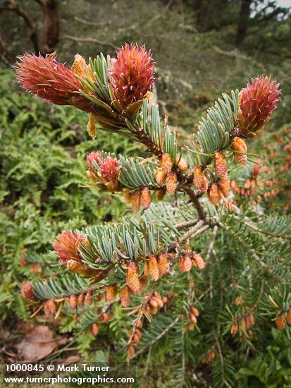 Douglas-fir female & male cones among foliage