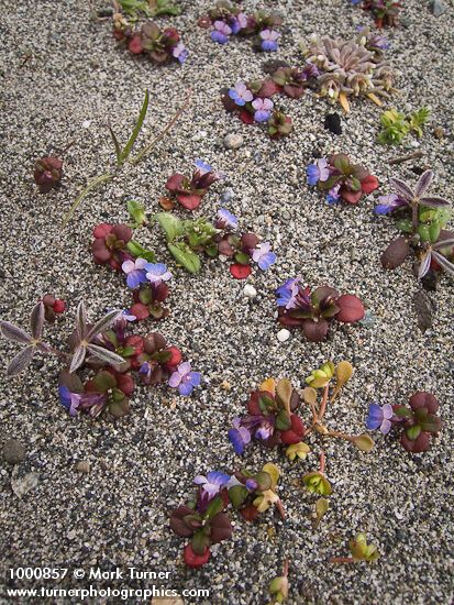 Small-flowered Blue-eyed Mary on sand