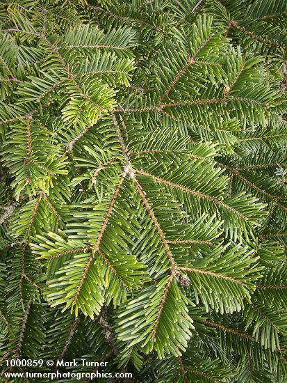Grand Fir foliage