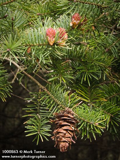 Douglas-fir fertile & mature female cones among foliage
