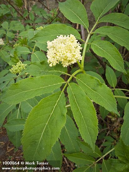 Red Elderberry blossoms & foliage