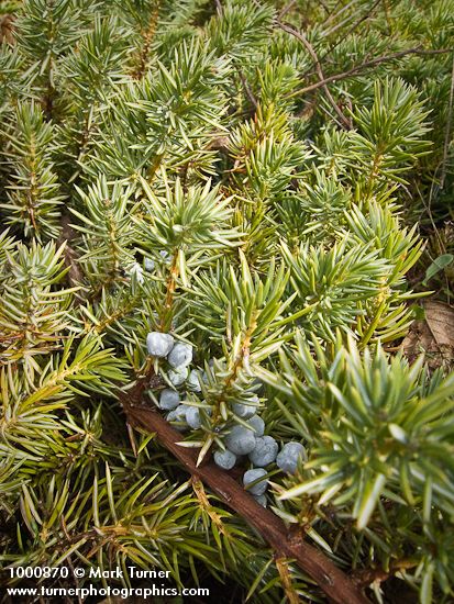 Common Juniper berries among foliage