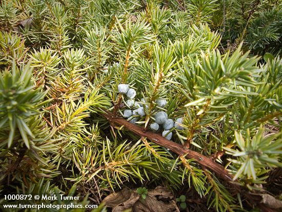 Common Juniper berries among foliage