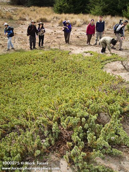 Native Plant Society members observe Common Juniper on sand dune