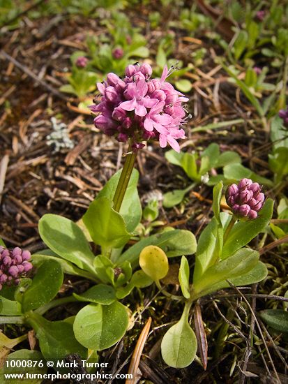 Rosy Plectritis blossoms & foliage