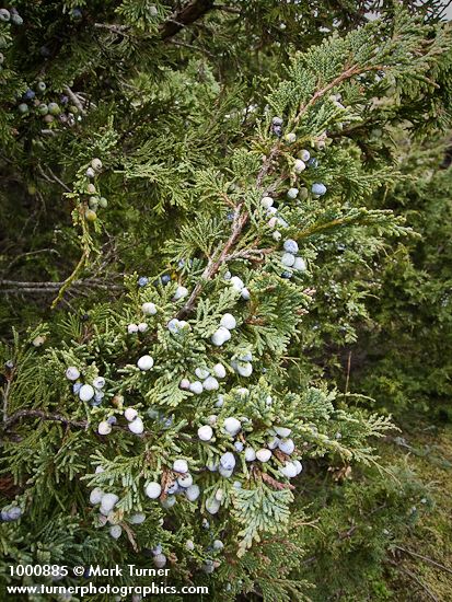 Seaside Juniper berries among foliage