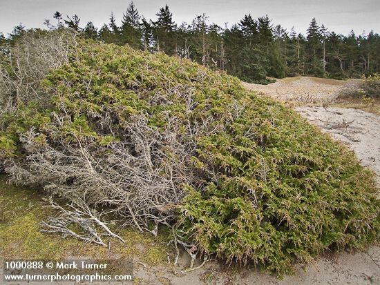 Seaside Juniper on sand dune