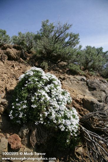 Hood's Phlox w/ Big Sagebrush soft bkgnd