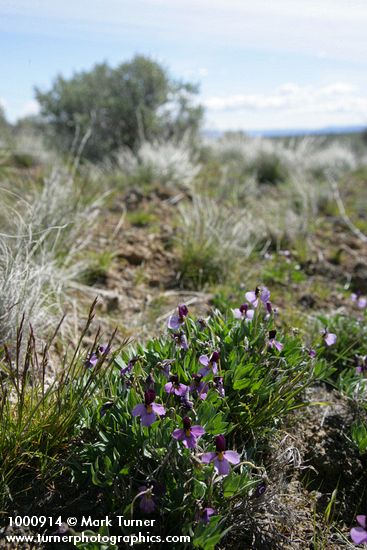 Sagebrush Violets w/ grasses & sagebrush soft bkgnd