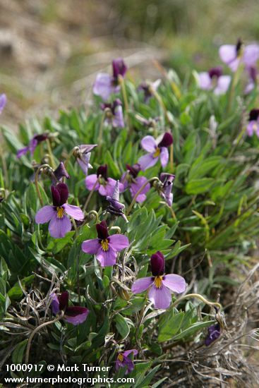 Sagebrush Violets