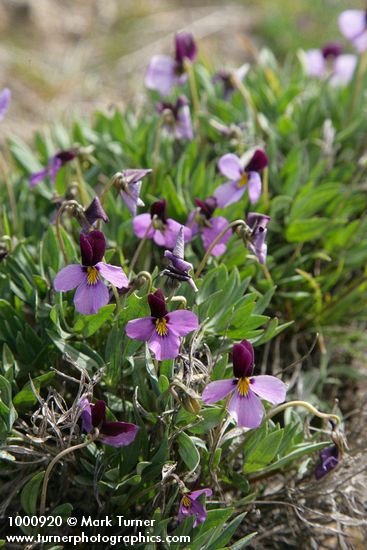 Sagebrush Violets