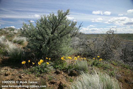 Hooker's Balsamroot at base of Big Sagebrush