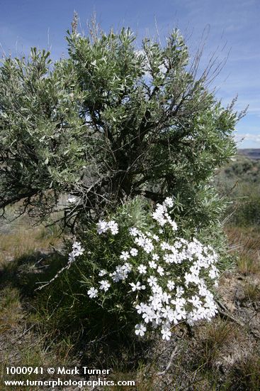 Showy Phlox at base of Big Sagebrush