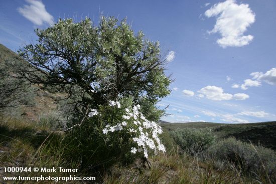 Showy Phlox at base of Big Sagebrush