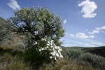 Showy Phlox at base of Big Sagebrush