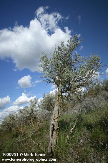 Big Sagebrush