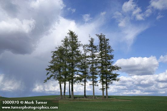 Douglas-firs in wheat field