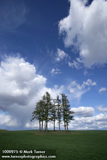 Douglas-firs in wheat field