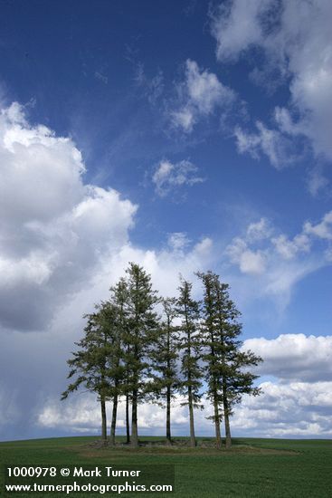 Douglas-firs in wheat field