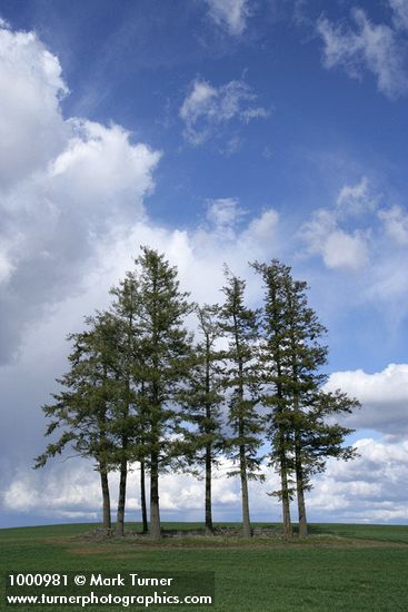 Douglas-firs in wheat field